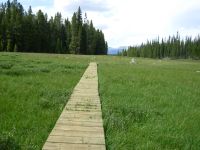 Boardwalk Across a Meadow